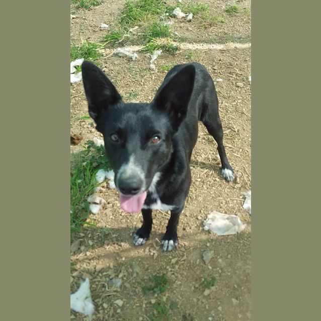 Photo of Shadow (At Rspca Big Adopt Day Sept 19 Brisbane)