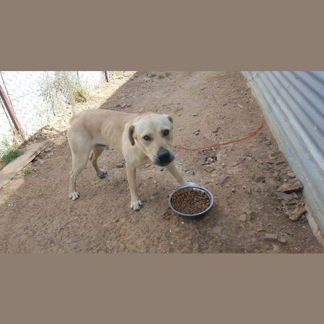 Photo of Bo'jangles (At Rspca Big Adopt Day Sept 19 Brisban