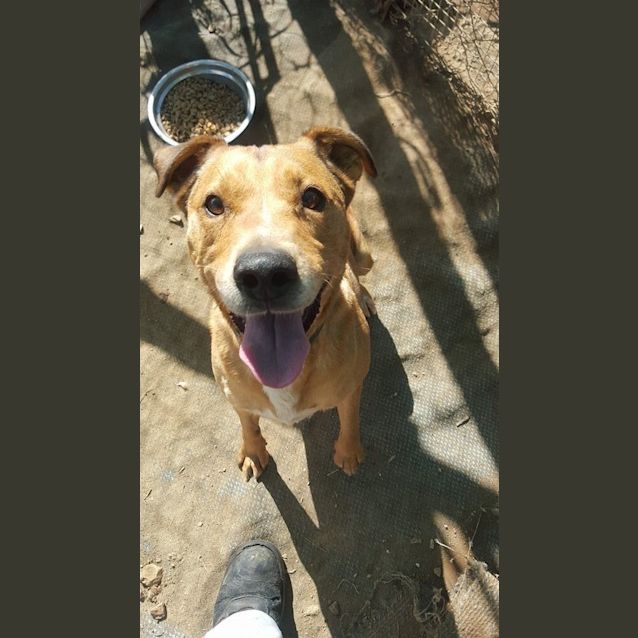 Photo of Wilbur (Adoption Pending)