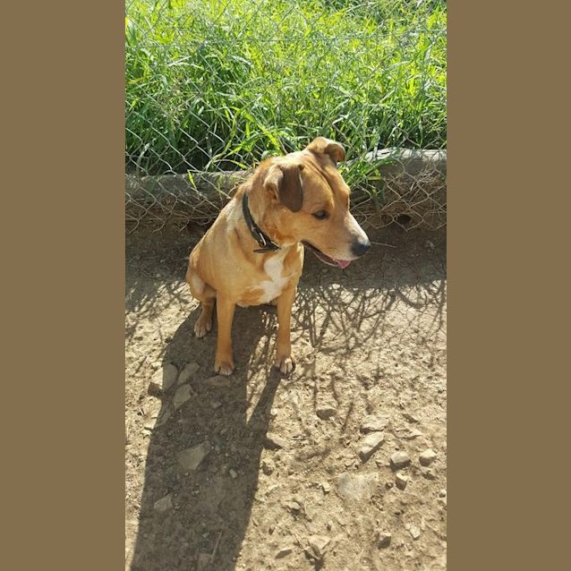 Photo of Wilbur (Adoption Pending)