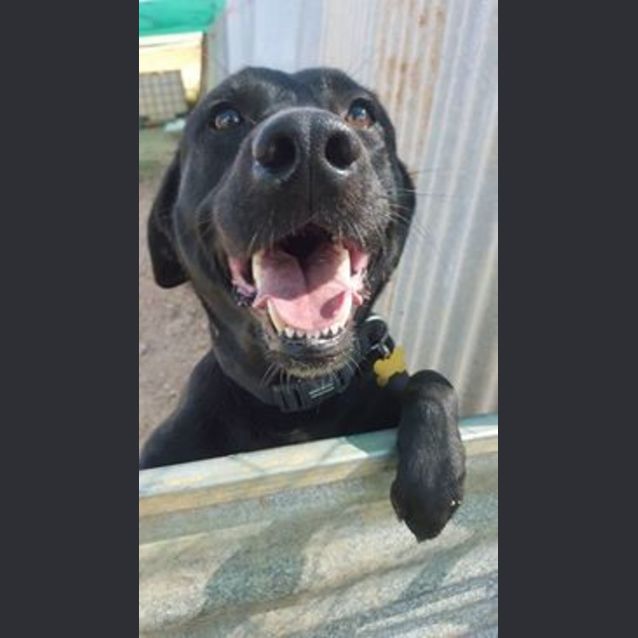 Photo of Echo (Adoption Pending)