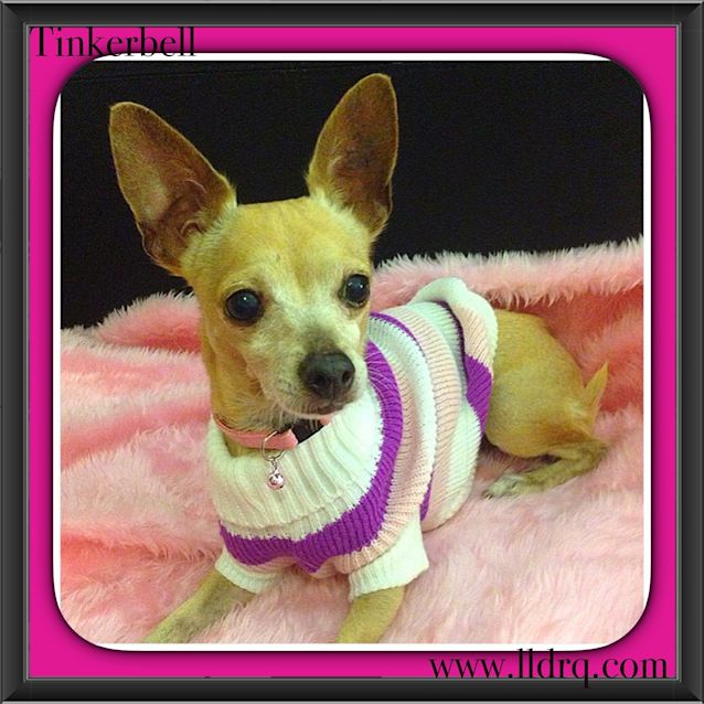 Photo of Tinkerbell