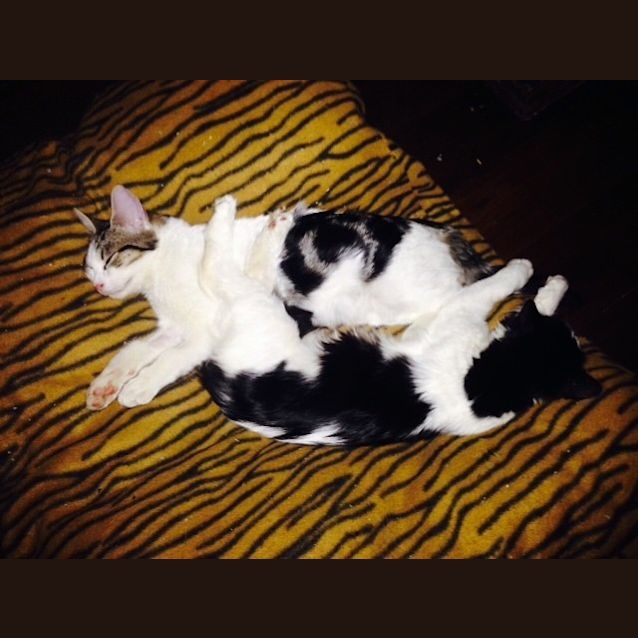 Photo of Tristan And Troy