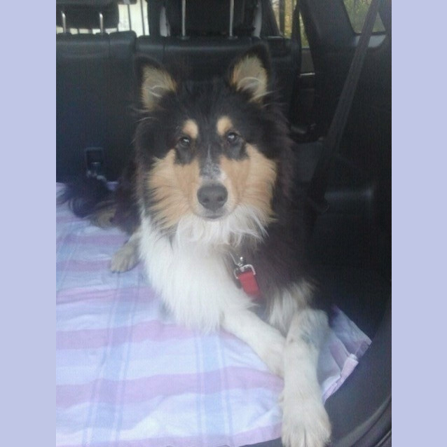 Photo of Sarge