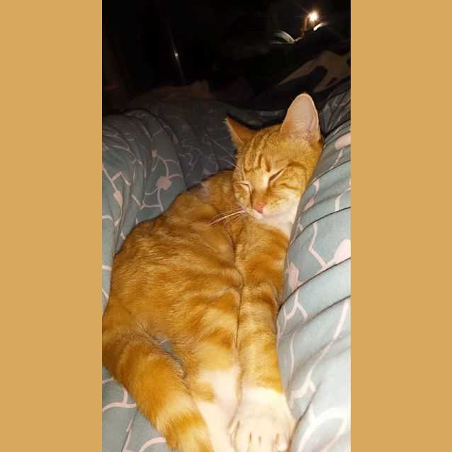Photo of "Enslow"   Purrfect Match