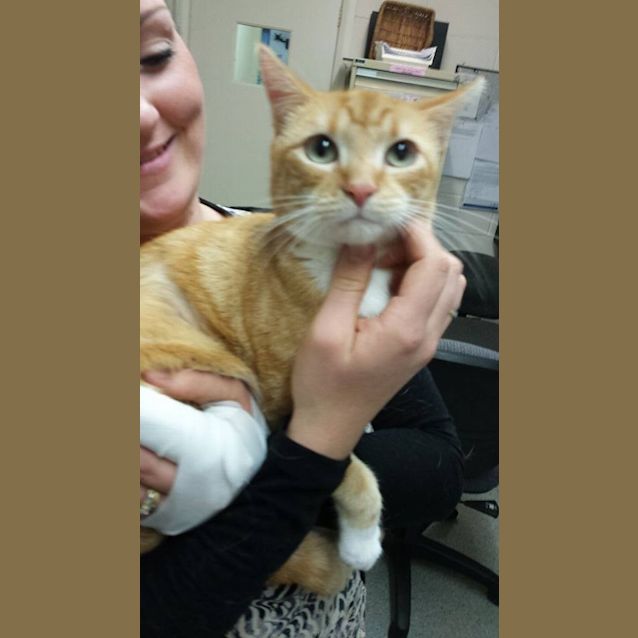Photo of "Enslow"   Purrfect Match