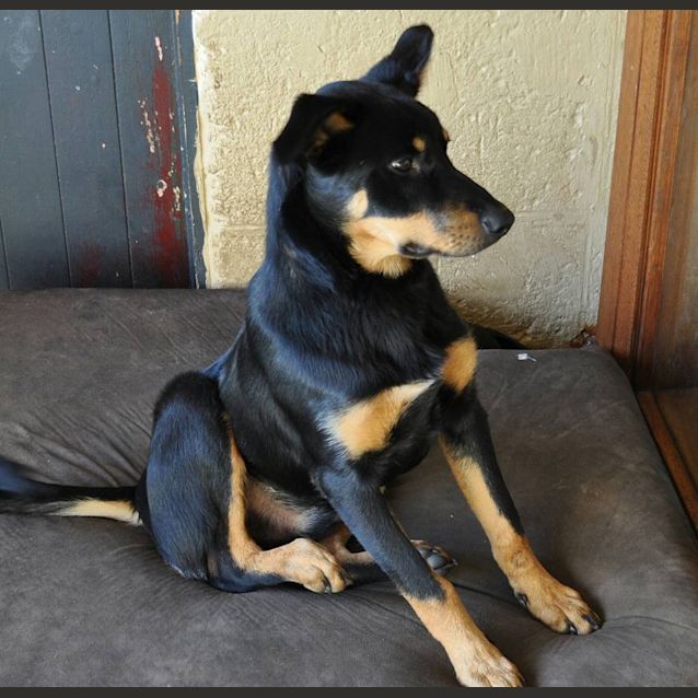 Photo of Brownie
