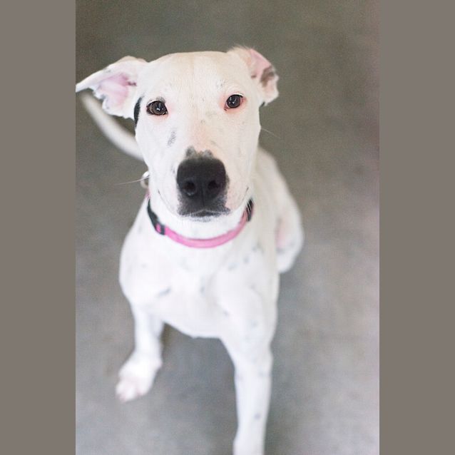 Photo of Baya