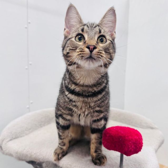 Photo of Wink   Located In Preston