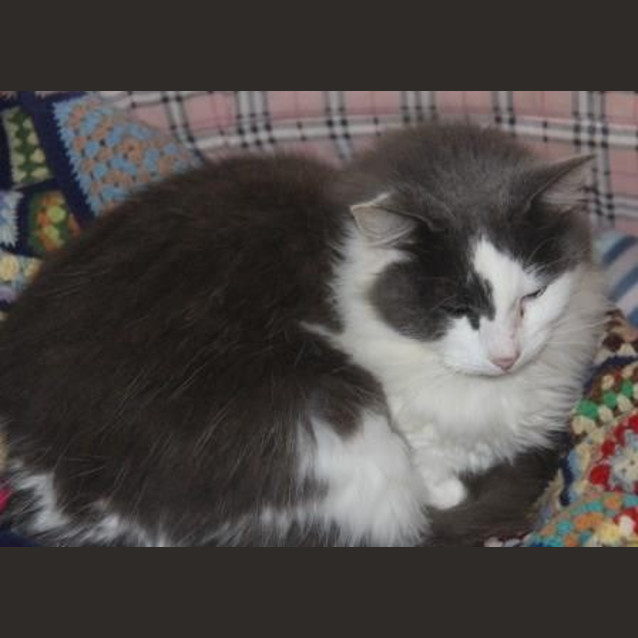 Photo of Poppy