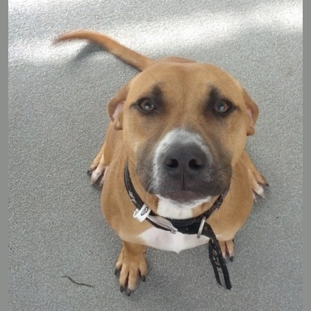 Photo of Nova