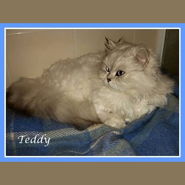 Photo of Teddy
