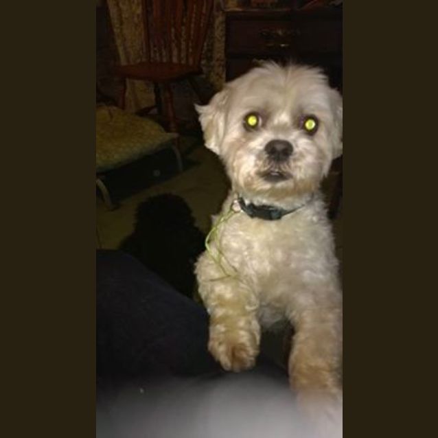 Photo of Smudge