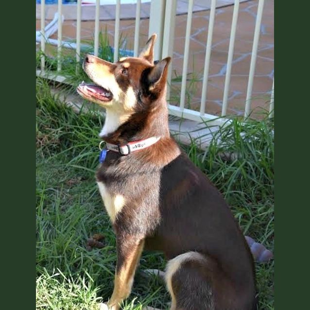 Photo of Elsie ~ Red Kelpie (On Trial 1/8/15)