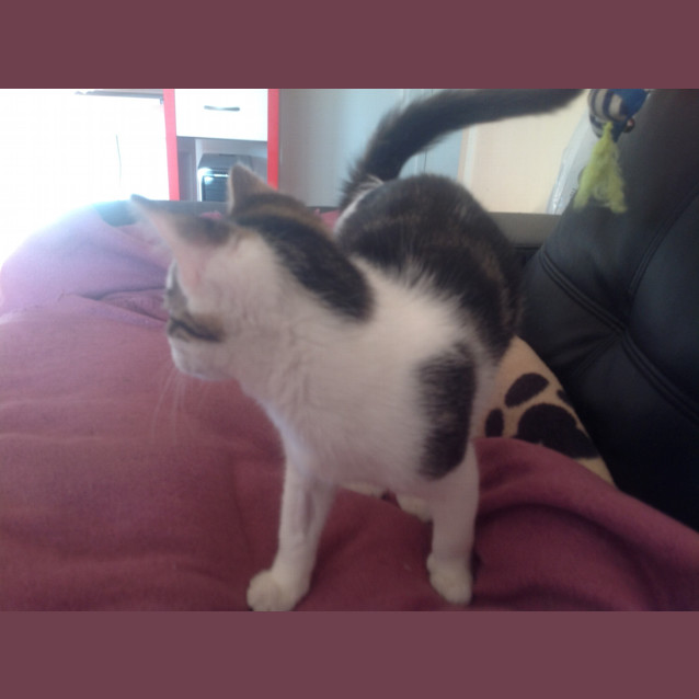 Photo of Smudge