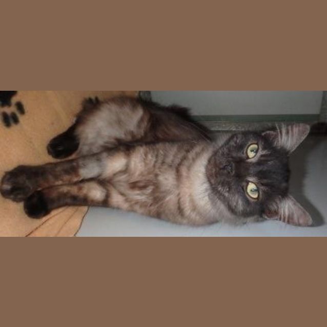 Photo of Merlin