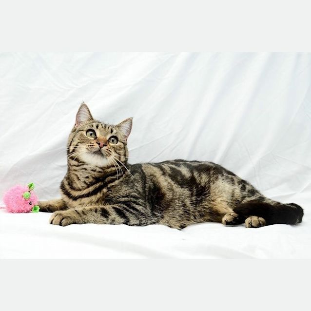 Photo of Miss Tiggy