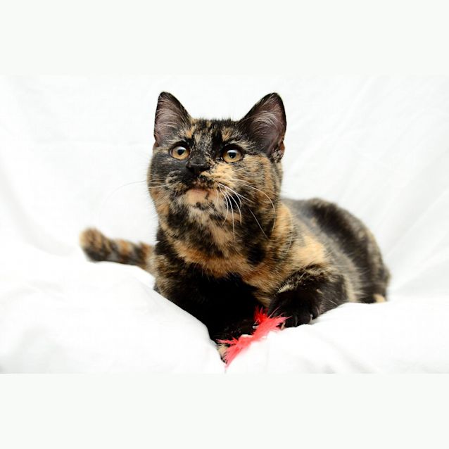Photo of Phoenix