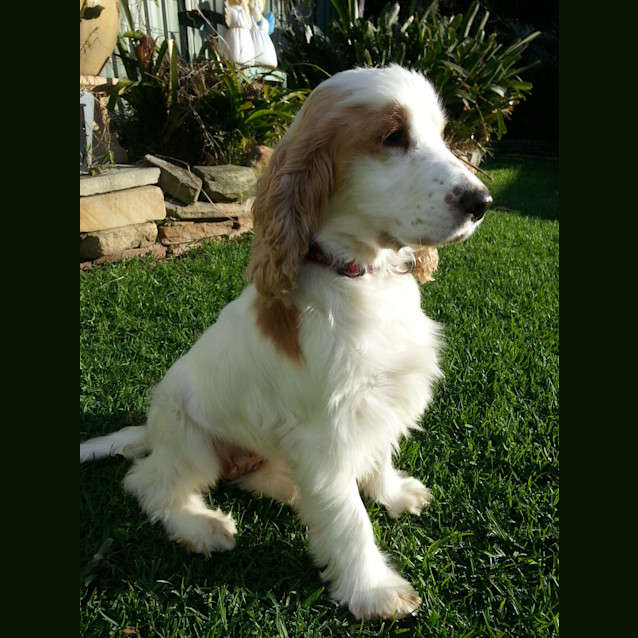 Photo of Poppy