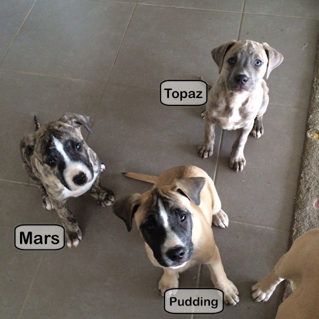 Photo of Pudding   Adoption Pending