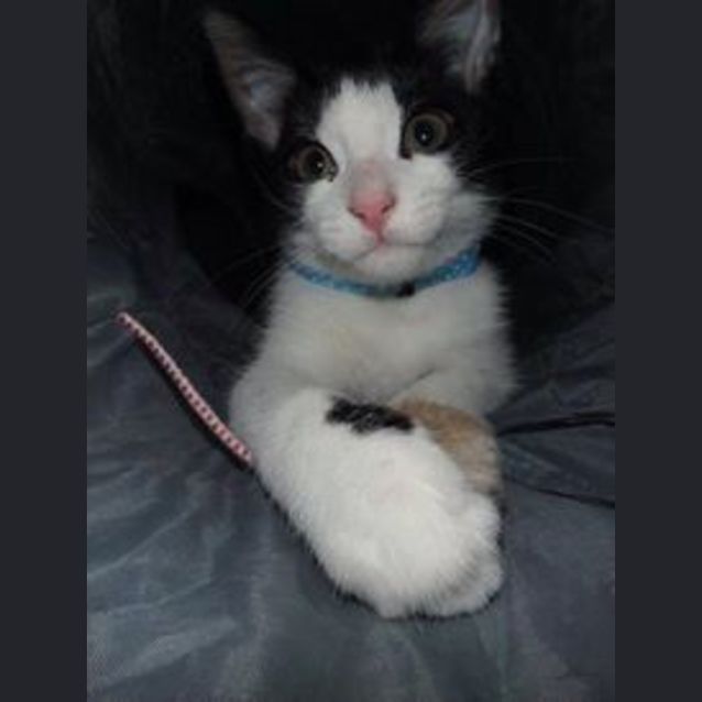 Photo of Orca & Oreo (Located In Bundoora)