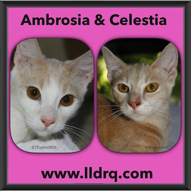 Photo of Ambrosia And Celestia 