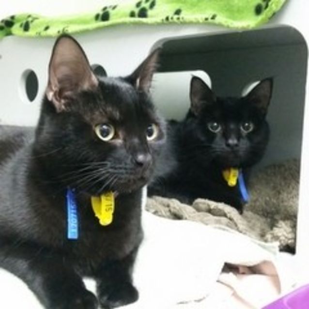 Photo of Rainbow And Athena 
