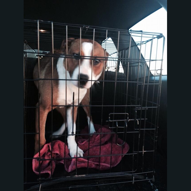 Photo of Rusty