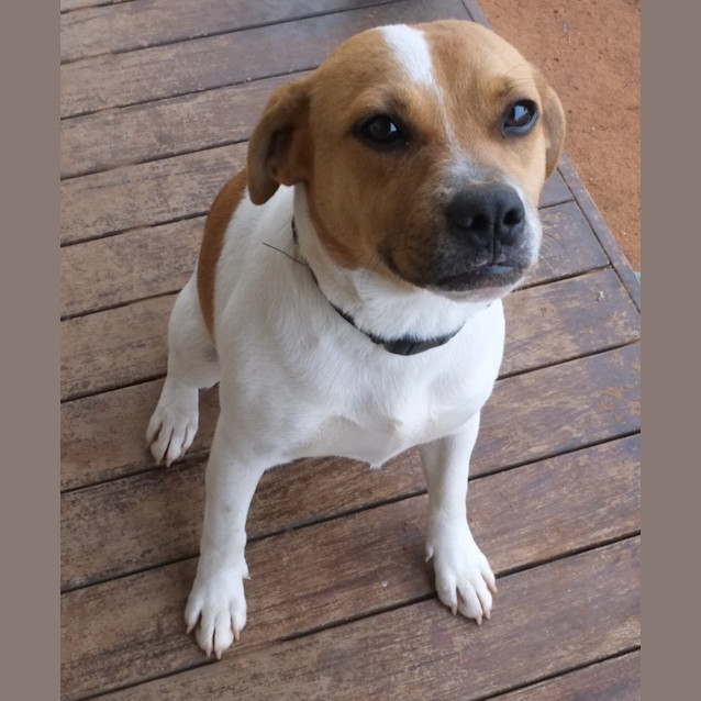 Photo of Angus *On Trial In His New Home*
