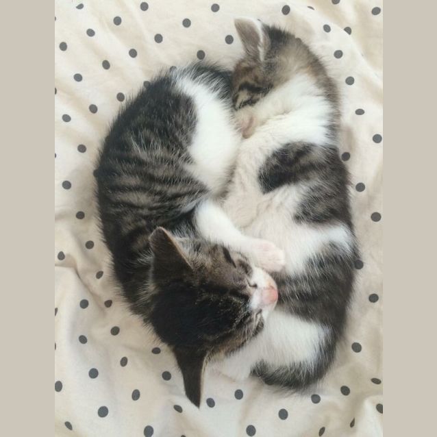 Photo of Mowgli & Baloo