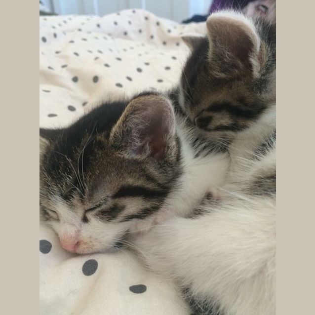 Photo of Mowgli & Baloo