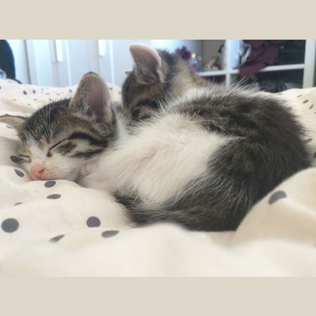 Photo of Mowgli & Baloo