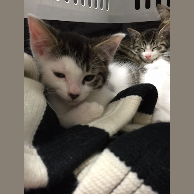 Photo of Mowgli & Baloo