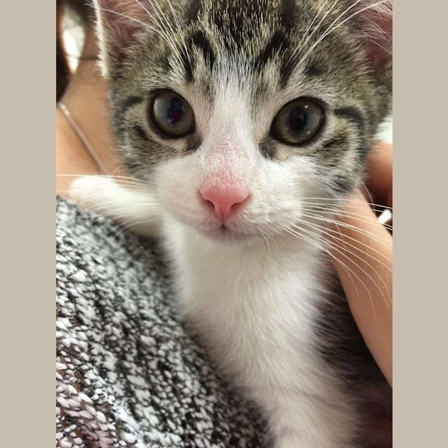 Photo of Mowgli & Baloo