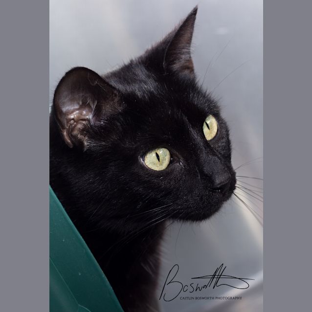 Photo of Cinder