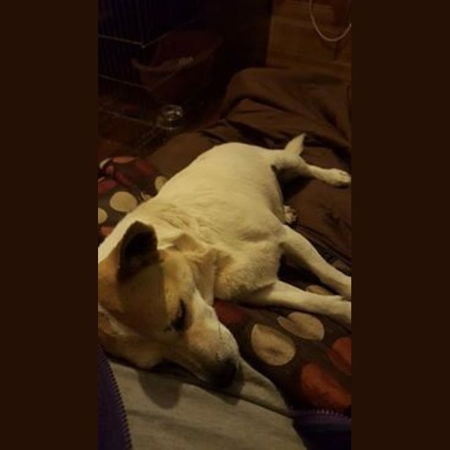 Photo of Lulu (Adoption Pending)