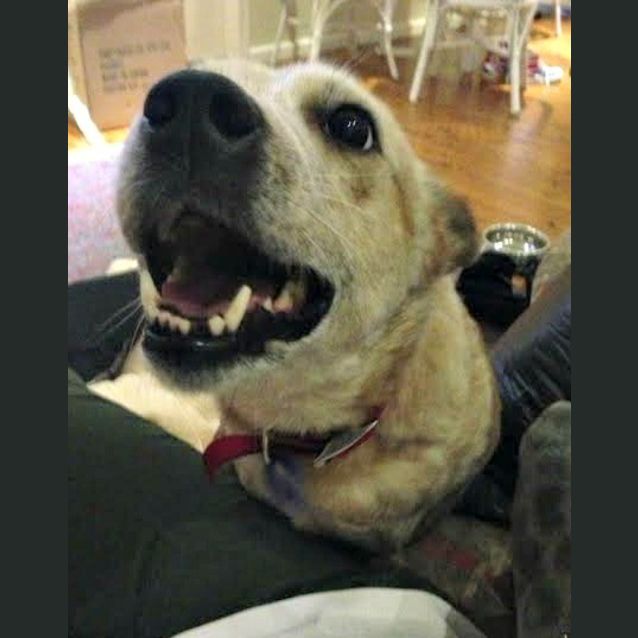 Photo of Bonnie ~ Cattle Dog  (On Trial 31/7/15)