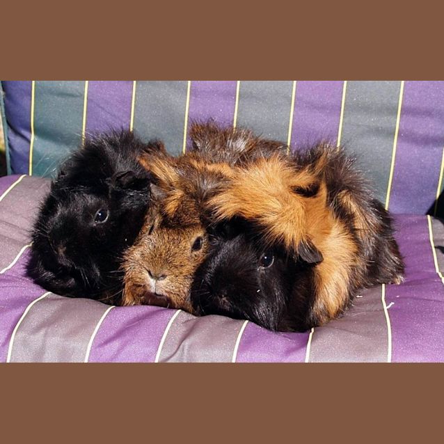 Photo of Nutmeg, Cinnamon And Spice