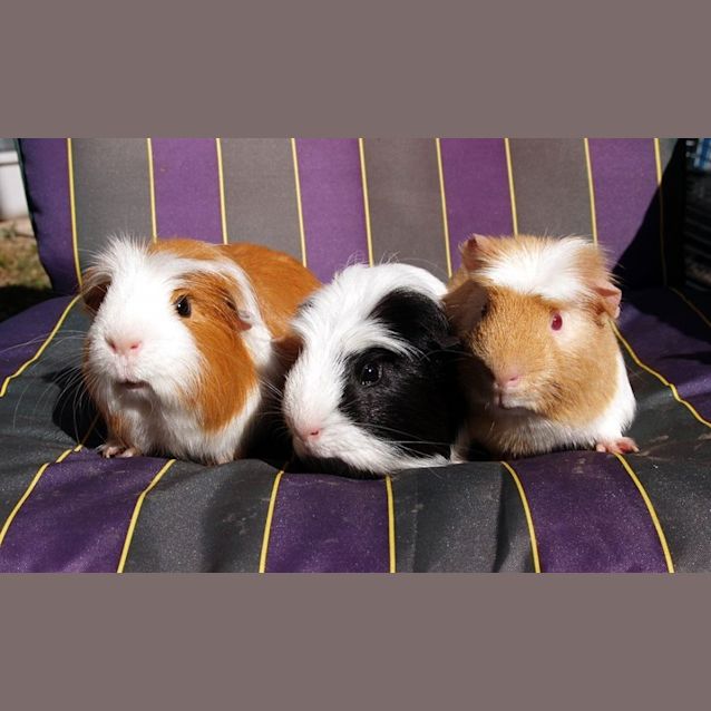 Photo of Fred, Ned And Ed