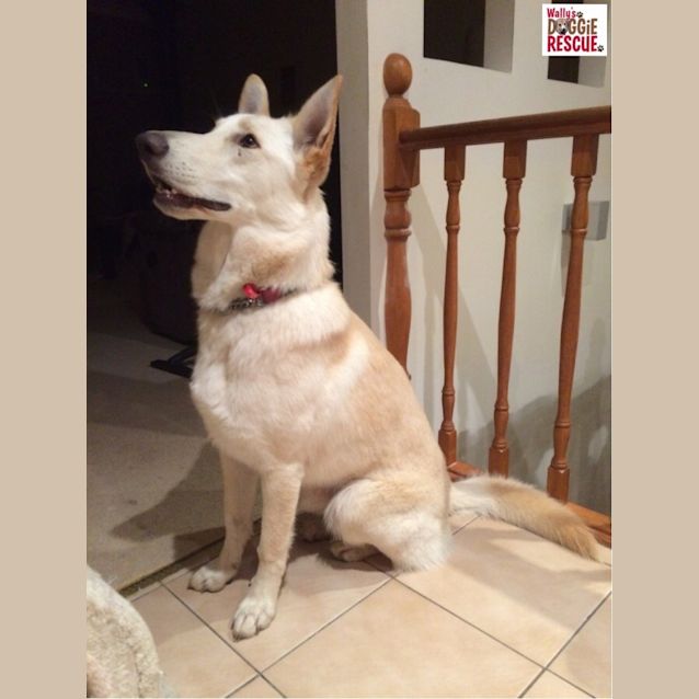 Photo of Layla (Cat/Child/Dog Friendly)