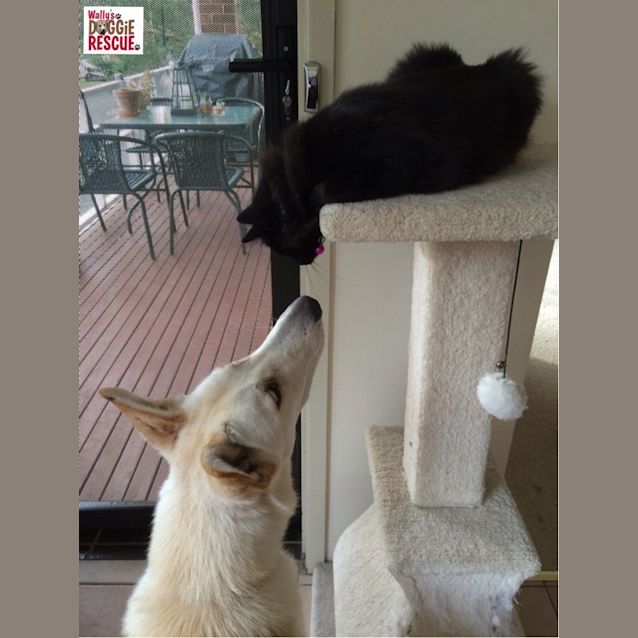 Photo of Layla (Cat/Child/Dog Friendly)