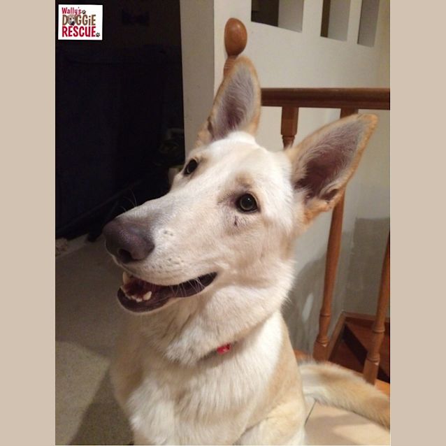 Photo of Layla (Cat/Child/Dog Friendly)