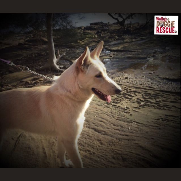 Photo of Layla (Cat/Child/Dog Friendly)