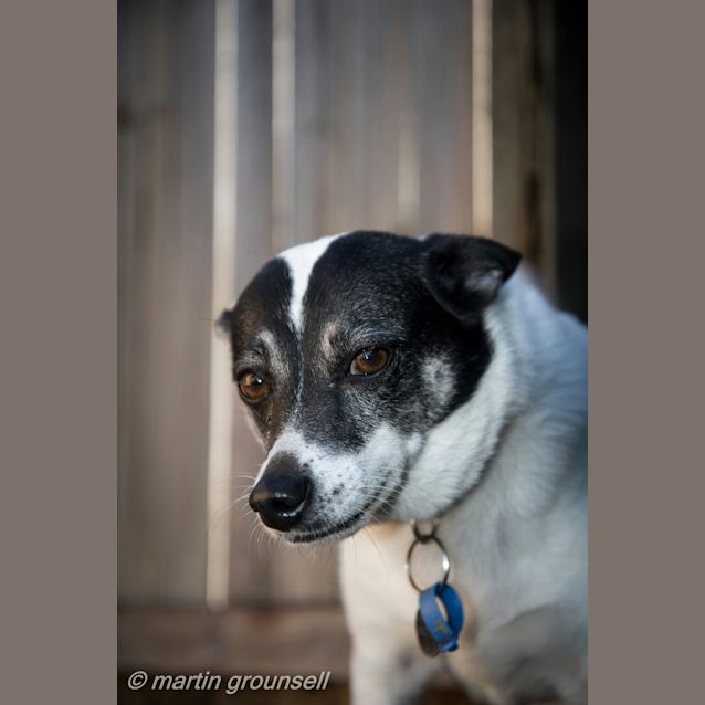 Photo of Sparkles
