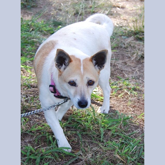 Photo of Lulu (Adoption Pending)