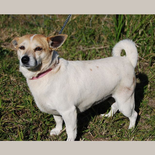 Photo of Lulu (Adoption Pending)