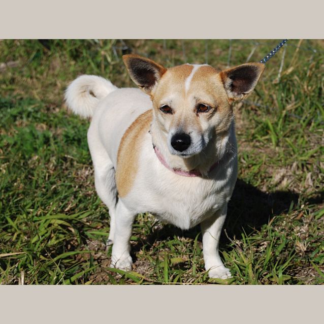 Photo of Lulu (Adoption Pending)