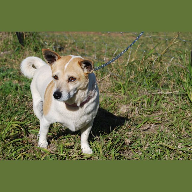 Photo of Lulu (Adoption Pending)