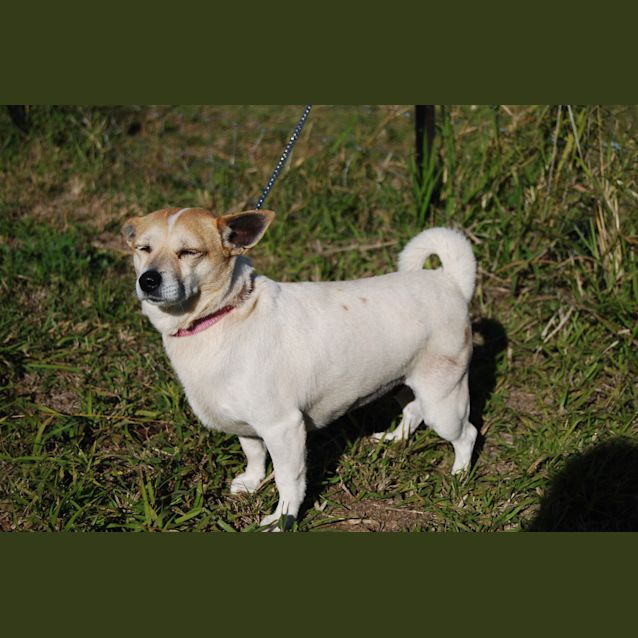 Photo of Lulu (Adoption Pending)