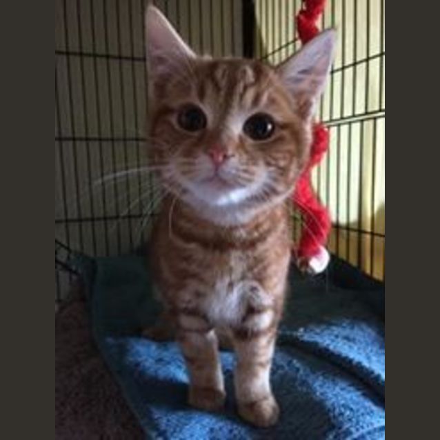 Photo of Puss (Adoption Pending )